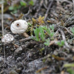 Tulostoma melanocyclum