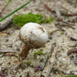 Tulostoma fimbriatum