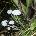 Hemimycena candida