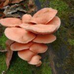 Rhodotus palmatus