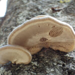 Pleurotus calyptratus