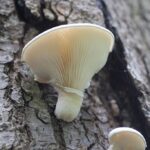 Pleurotus dryinus