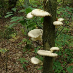 Pleurotus pulmonarius