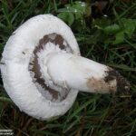 Agaricus campestris