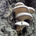 Pleurotus ostreatus