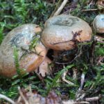 Lactarius deterrimus