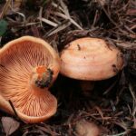 Lactarius salmonicolor