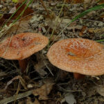 Lactarius deliciosus