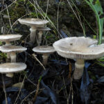 Tricholoma cingulatum