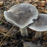 Tricholoma terreum